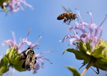 Buzzing with Purpose: A Man’s Inspiring Quest to Restore Niue’s Bee Population