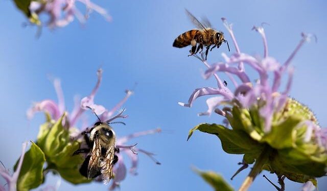 Buzzing with Purpose: A Man’s Inspiring Quest to Restore Niue’s Bee Population