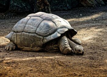 Unveil the Magic of Seychelles: A Paradise for 180,000 Majestic Giant Tortoises!