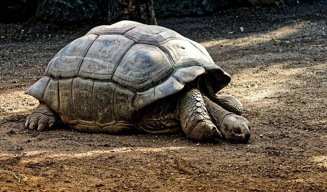 Unveil the Magic of Seychelles: A Paradise for 180,000 Majestic Giant Tortoises!