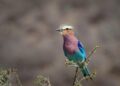Blooming Change: The Dynamic Social Impact of Floriculture in Kenya
