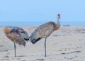 Sand Cranes Soar to Victory: Burundi’s Triumph Unleashed!