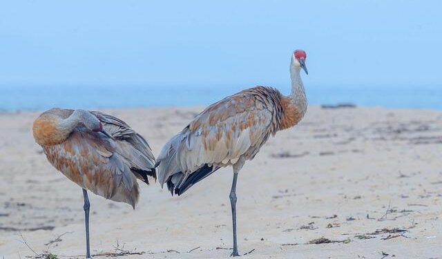 Sand Cranes Soar to Victory: Burundi’s Triumph Unleashed!