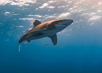 Unveiling the Ocean’s Marvel: Meet the Newly Discovered Walking Shark of Papua New Guinea!