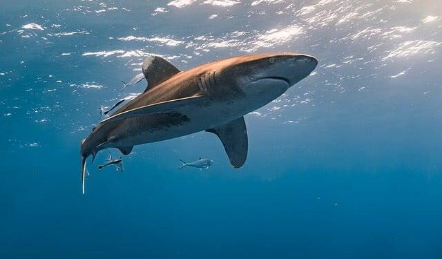 Unveiling the Ocean’s Marvel: Meet the Newly Discovered Walking Shark of Papua New Guinea!