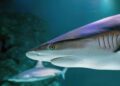 Outrage Erupts in New Caledonia: The Controversial Shark Cull After a Tragic Attack