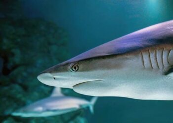 Outrage Erupts in New Caledonia: The Controversial Shark Cull After a Tragic Attack