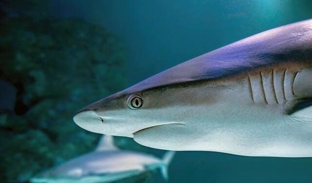 Outrage Erupts in New Caledonia: The Controversial Shark Cull After a Tragic Attack