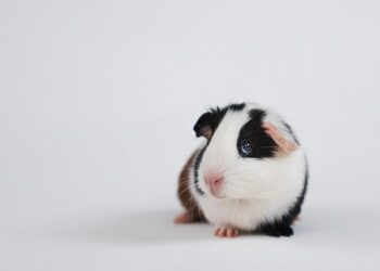 Battling the Malaria Crisis in Equatorial Guinea: Challenges and Innovative Solutions