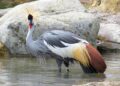 Uganda Sand Cranes Celebrate Historic AFCON Beach Soccer Triumph Against Burundi!