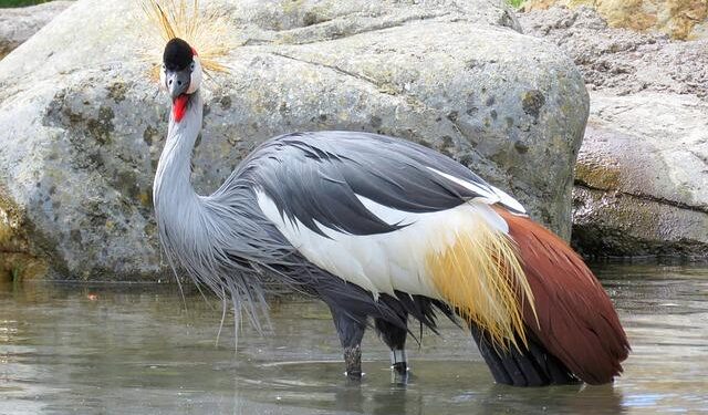 Uganda Sand Cranes Celebrate Historic AFCON Beach Soccer Triumph Against Burundi!