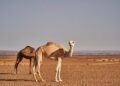 Crucial Diplomatic Dialogue: De Mistura Connects with Mauritania’s UN Envoy on Sahara Challenges
