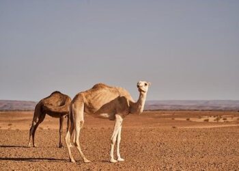 Crucial Diplomatic Dialogue: De Mistura Connects with Mauritania’s UN Envoy on Sahara Challenges