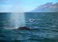 Heartbreaking Return: Iceland’s Whaling Industry Targets Fin Whales Again