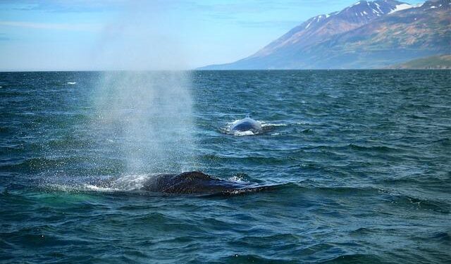 Heartbreaking Return: Iceland’s Whaling Industry Targets Fin Whales Again