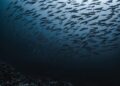 Tokio Marine Leads the Way with Groundbreaking AI Coverage for Robots!