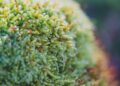 Urgent Action Needed: Russia’s Veto Poses a Major Obstacle to Western Sahara Peace Talks