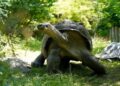 Stunning Revelation: 180,000 Giant Tortoises Discovered on One Seychelles Island!
