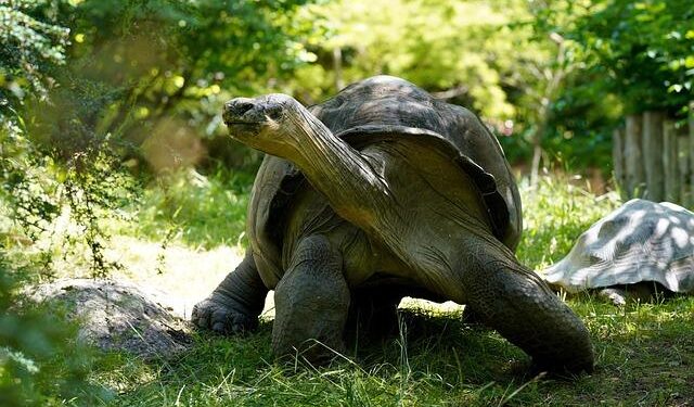 Stunning Revelation: 180,000 Giant Tortoises Discovered on One Seychelles Island!