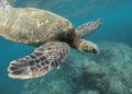 Unveiling the Incredible Health of Palau’s Coral Reefs!