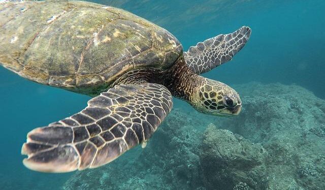 Unveiling the Incredible Health of Palau’s Coral Reefs!