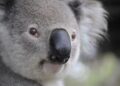 Australia’s Inhumane Policies Turn Nauru into a Brutal Open-Air Prison
