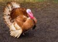 Reviving Heritage: The Success Story of Larison’s Turkey Farm in Chester