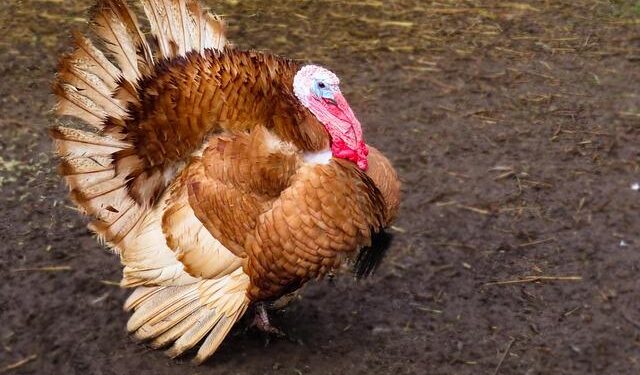 Reviving Heritage: The Success Story of Larison’s Turkey Farm in Chester