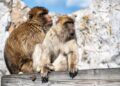 Charting New Paths: The Emotional and Practical Journey of Gibraltar Students in the UK