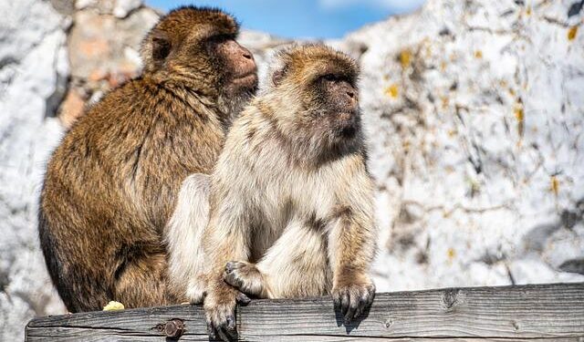 Charting New Paths: The Emotional and Practical Journey of Gibraltar Students in the UK