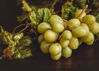 Unleash Your Inner Winemaker: Dive into the Joy of Grape Stomping in Portugal’s Douro Valley!