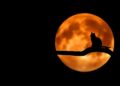 Get Ready for a Spooktacular Halloween Bash at Norway Schools!