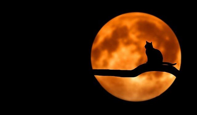 Get Ready for a Spooktacular Halloween Bash at Norway Schools!