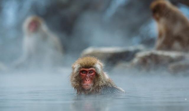 Unveil the Magic: 31 Stunning Hot Springs and Geothermal Pools in Iceland!