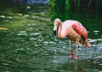 Flamingo Revolution: Albania’s Bold Stand Against Corruption and Opulent Resorts