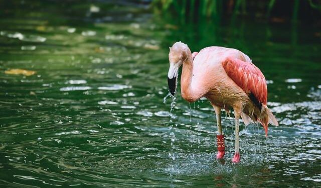 Flamingo Revolution: Albania’s Bold Stand Against Corruption and Opulent Resorts